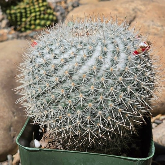 DesertScapeSucculent Cactus 4 Inch Mammillaria parkinsonii 'Owl Eye Cactus'