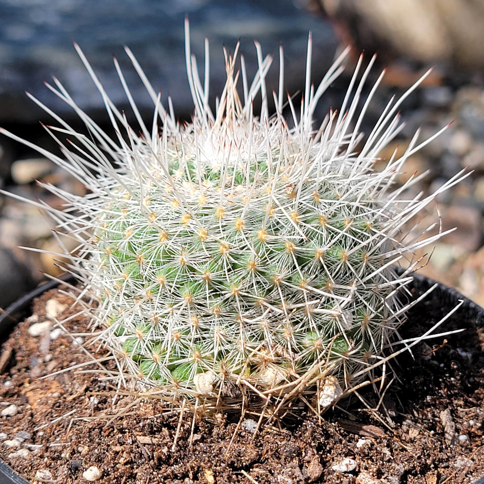 Mammillaria parkinsonii 'Owl Eye Cactus'