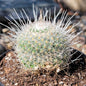 Mammillaria parkinsonii 'Owl Eye Cactus' - 4 Inch Assorted - Cactus - DesertScapeSucculent