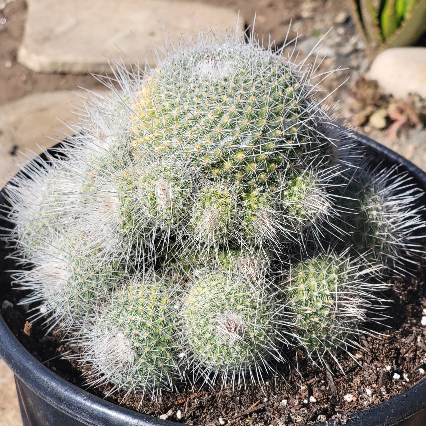 Mammillaria parkinsonii 'Owl Eye Cactus'