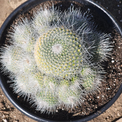 Mammillaria parkinsonii 'Owl Eye Cactus'