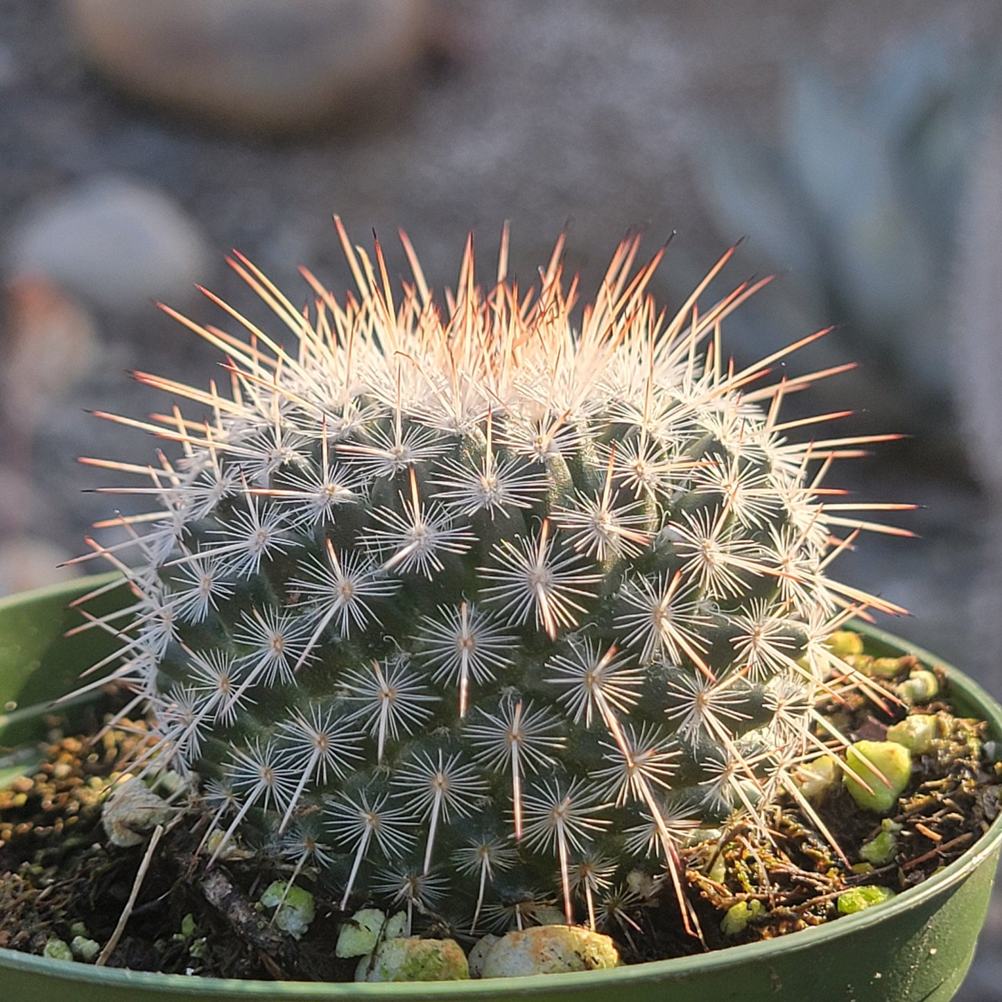 Mammillaria parkinsonii 'Owl Eye Cactus'