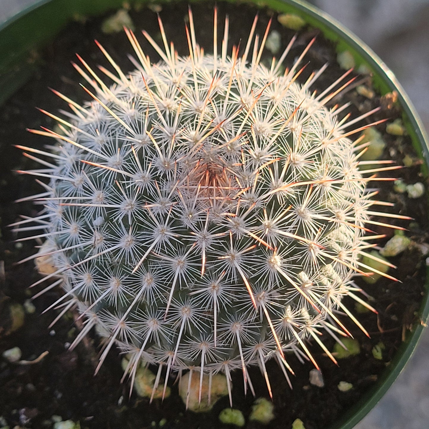 Mammillaria parkinsonii 'Owl Eye Cactus'