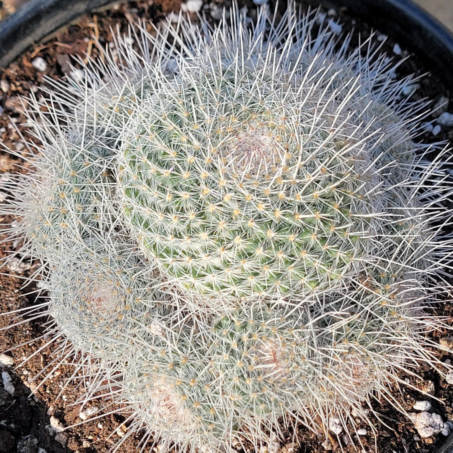 DesertScapeSucculent Cactus Mammillaria parkinsonii 'Owl Eye Cactus'