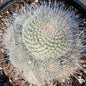 Mammillaria parkinsonii 'Owl Eye Cactus' - 4 Inch Assorted - Cactus - DesertScapeSucculent
