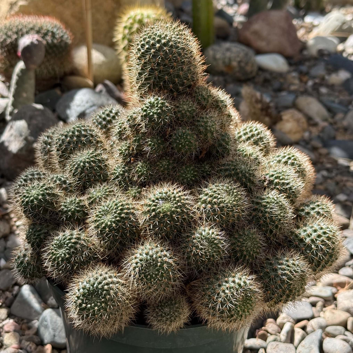 DesertScapeSucculent Cactus 6 Inch Mammillaria 'Pincushion Cactus'