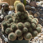 DesertScapeSucculent Cactus 6 Inch Mammillaria 'Pincushion Cactus'