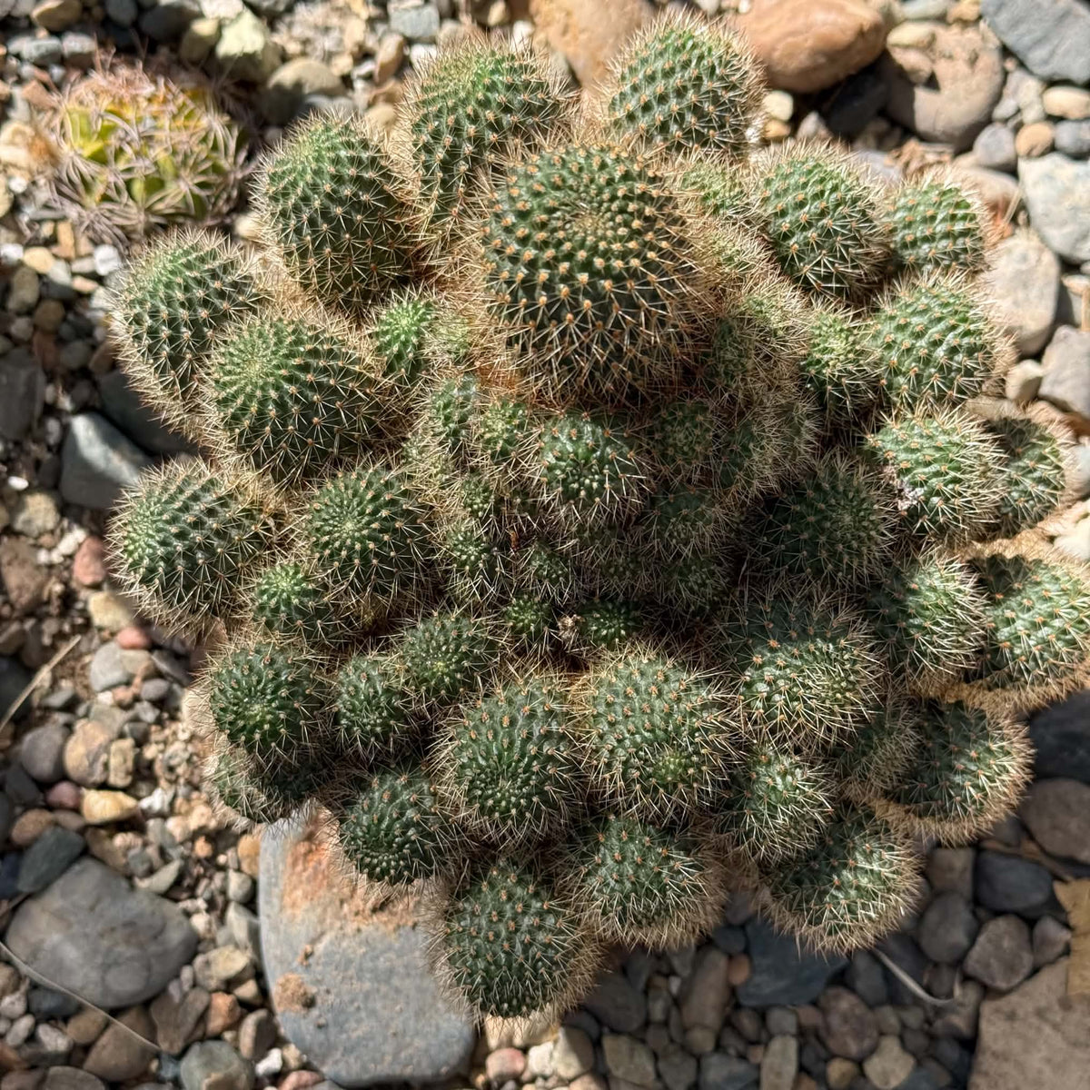 DesertScapeSucculent Cactus 6 Inch Mammillaria 'Pincushion Cactus'