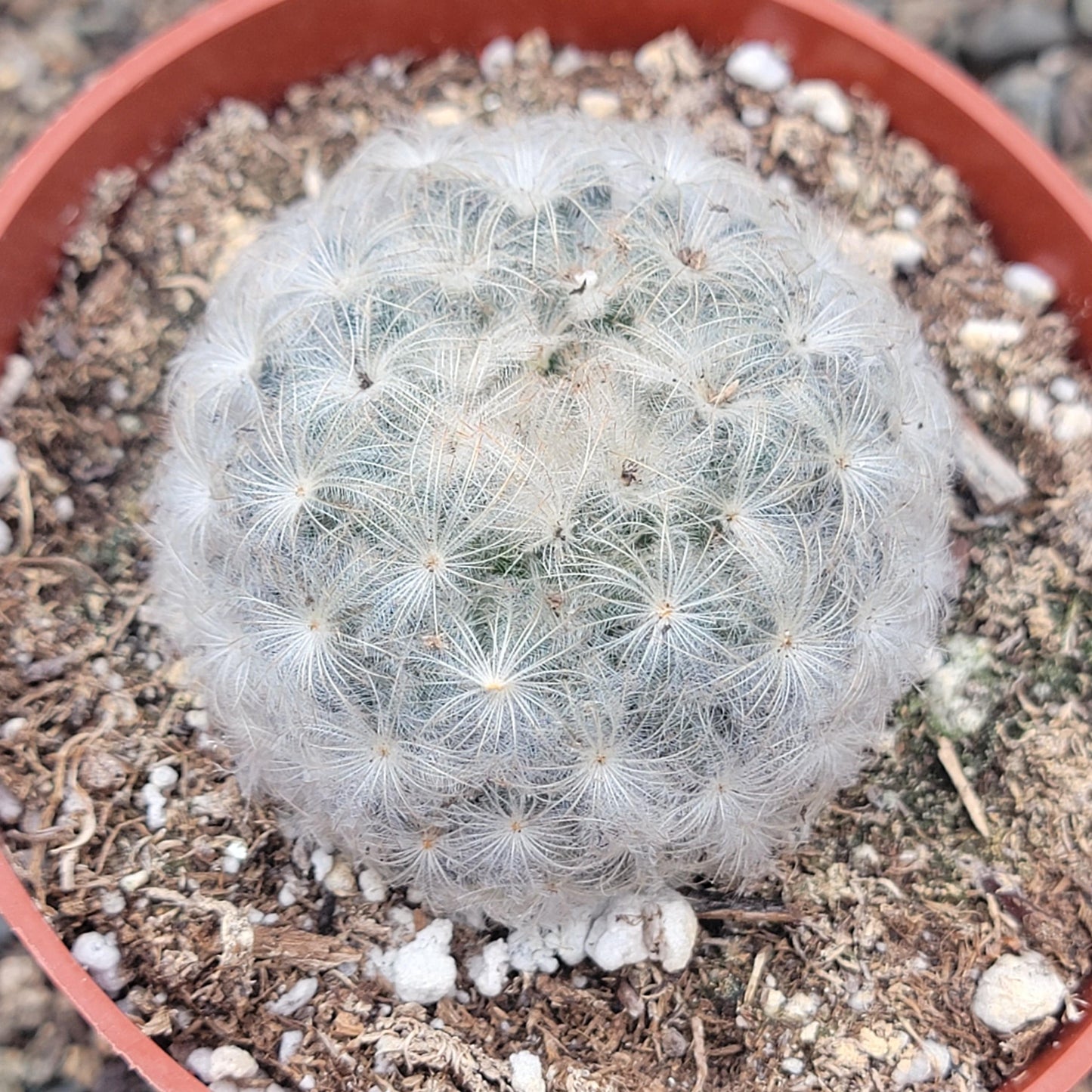 Mammillaria plumosa 'Feather Cactus'