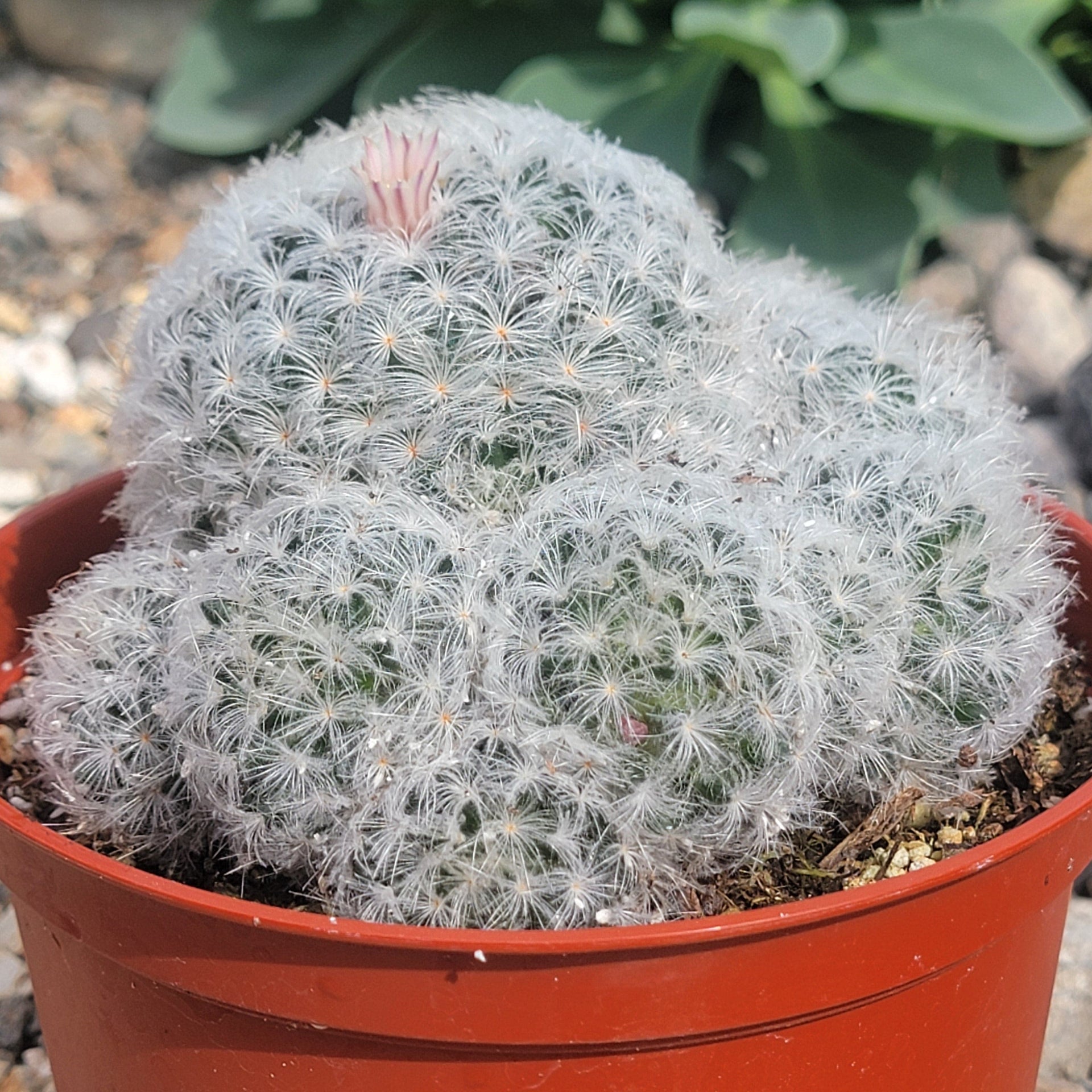 feathery succulent Mammillaria plumosa 'Feather Cactus' – DesertScapeSucculent