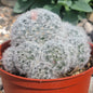 Mammillaria plumosa 'Feather Cactus' - 6 Inch Assorted - Cactus - DesertScapeSucculent