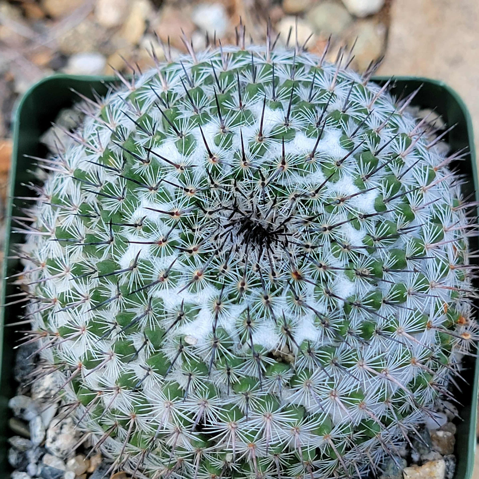 Mammillaria pseudpperbella - 4 Inch - Cactus - DesertScapeSucculent