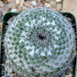Mammillaria pseudpperbella - 4 Inch - Cactus - DesertScapeSucculent