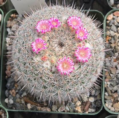 DesertScapeSucculent Cactus 4 Inch Mammillaria pseudpperbella