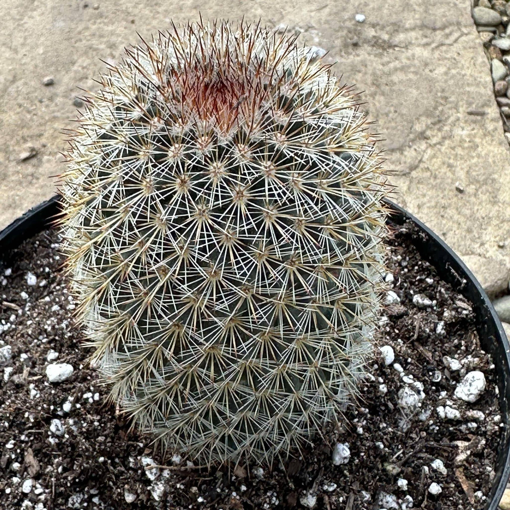 DesertScapeSucculent Cactus 6" Assorted Mammillaria riteriana