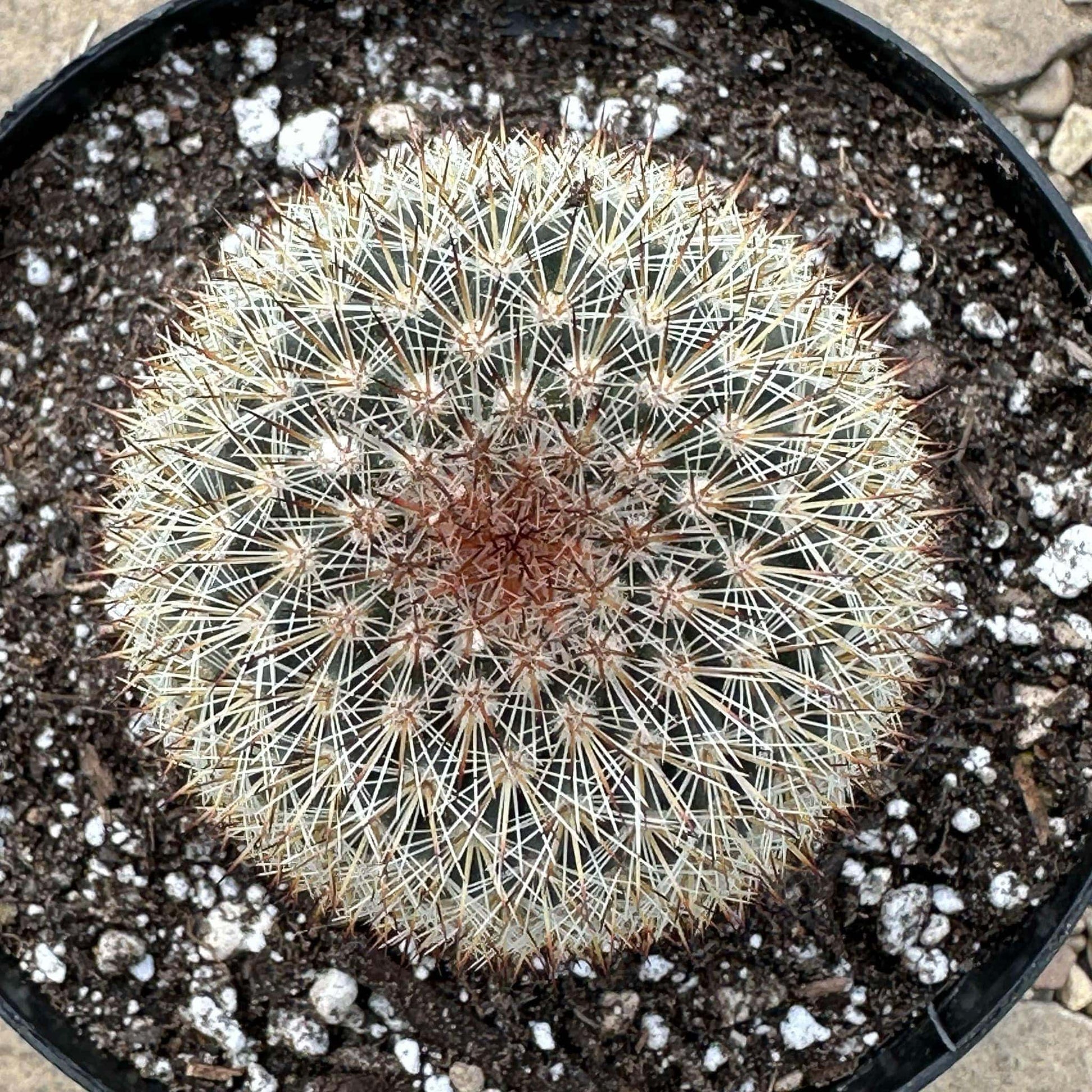 DesertScapeSucculent Cactus 6" Assorted Mammillaria riteriana