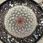 Mammillaria riteriana - 6 Inch Assorted - Cactus - DesertScapeSucculent