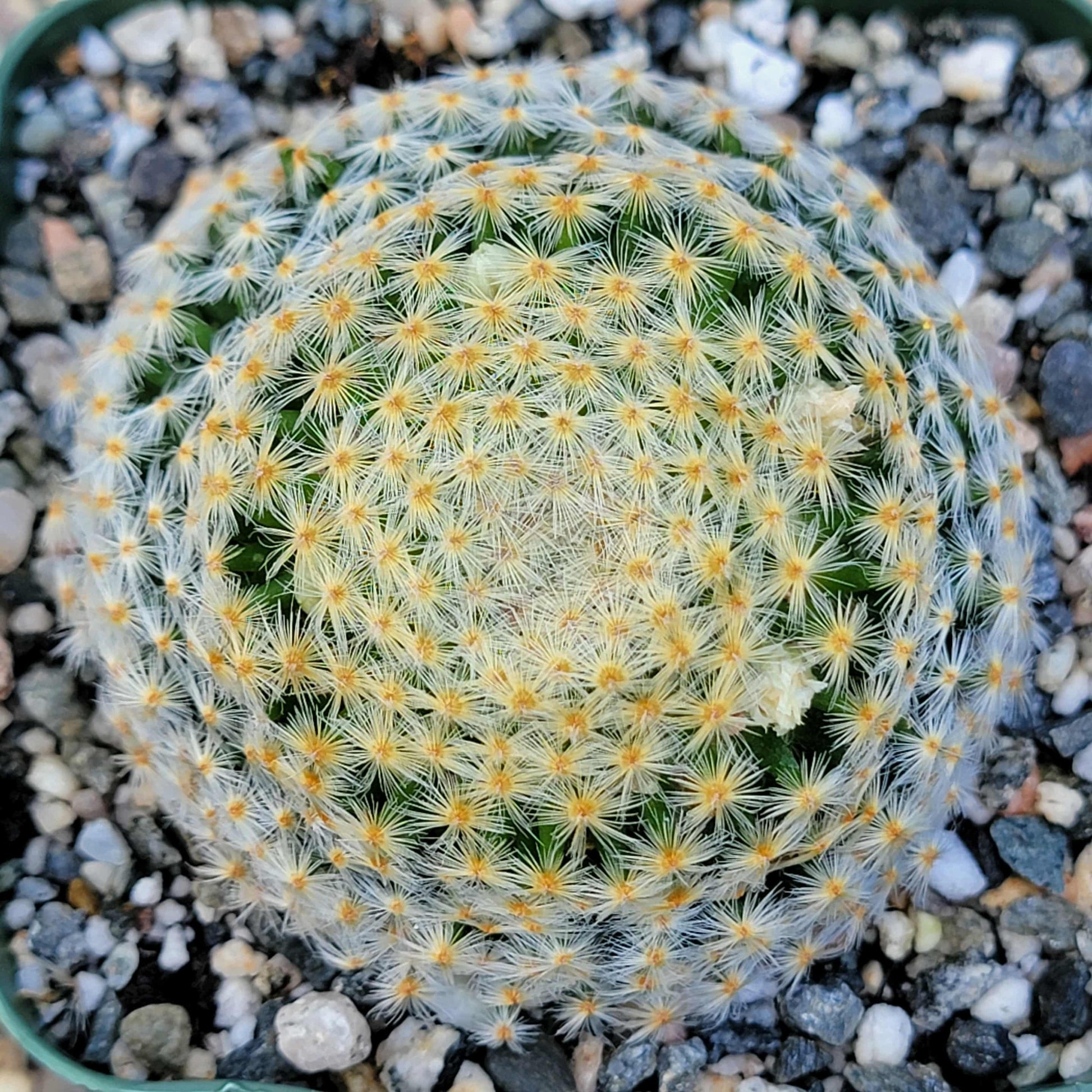 Mammillaria schiedeana - 4 Inch - Cactus - DesertScapeSucculent