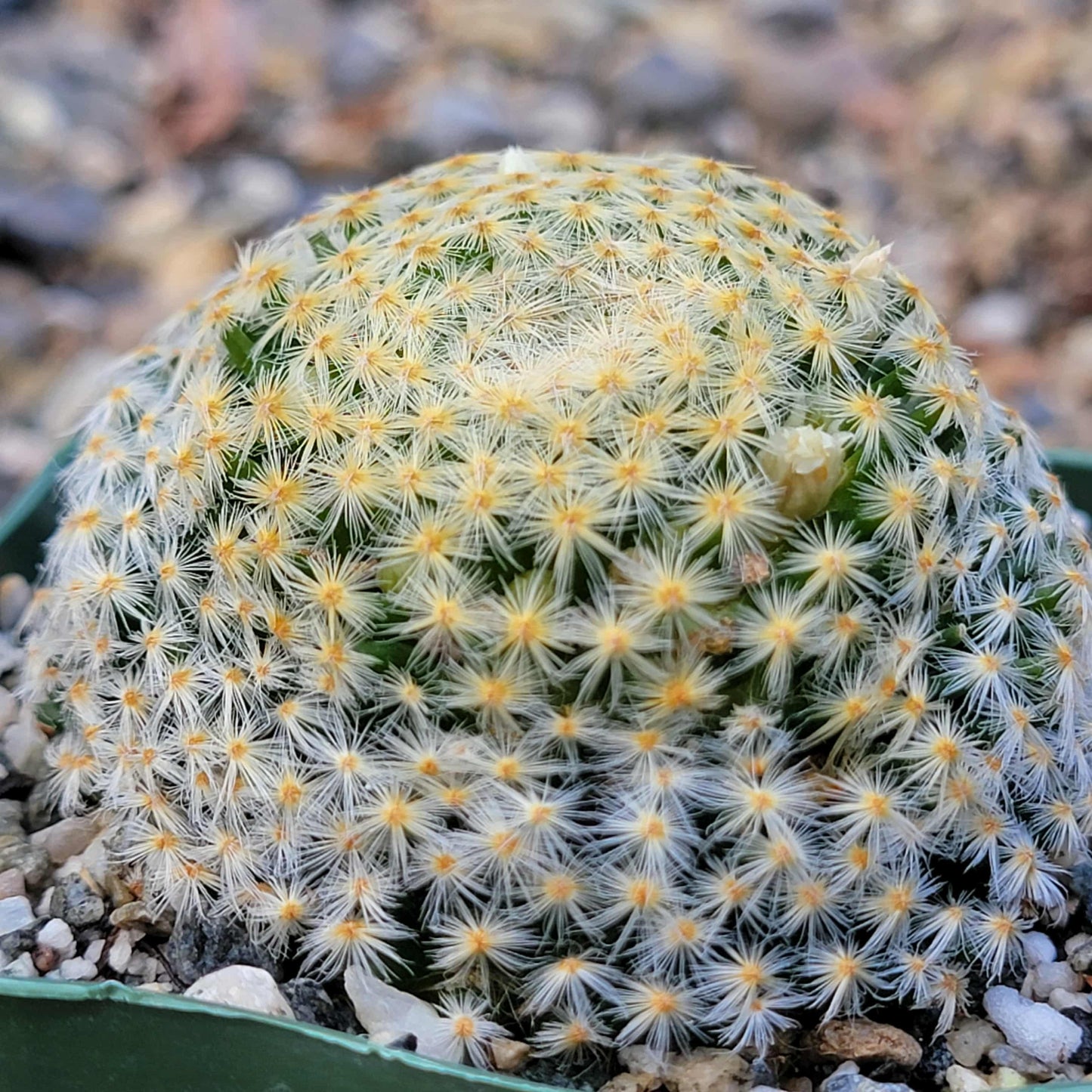Mammillaria schiedeana - 4 Inch - Cactus - DesertScapeSucculent