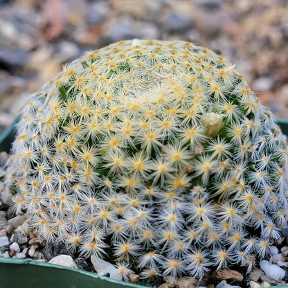 Mammillaria schiedeana - 4 Inch - Cactus - DesertScapeSucculent