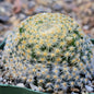 Mammillaria schiedeana - 4 Inch - Cactus - DesertScapeSucculent