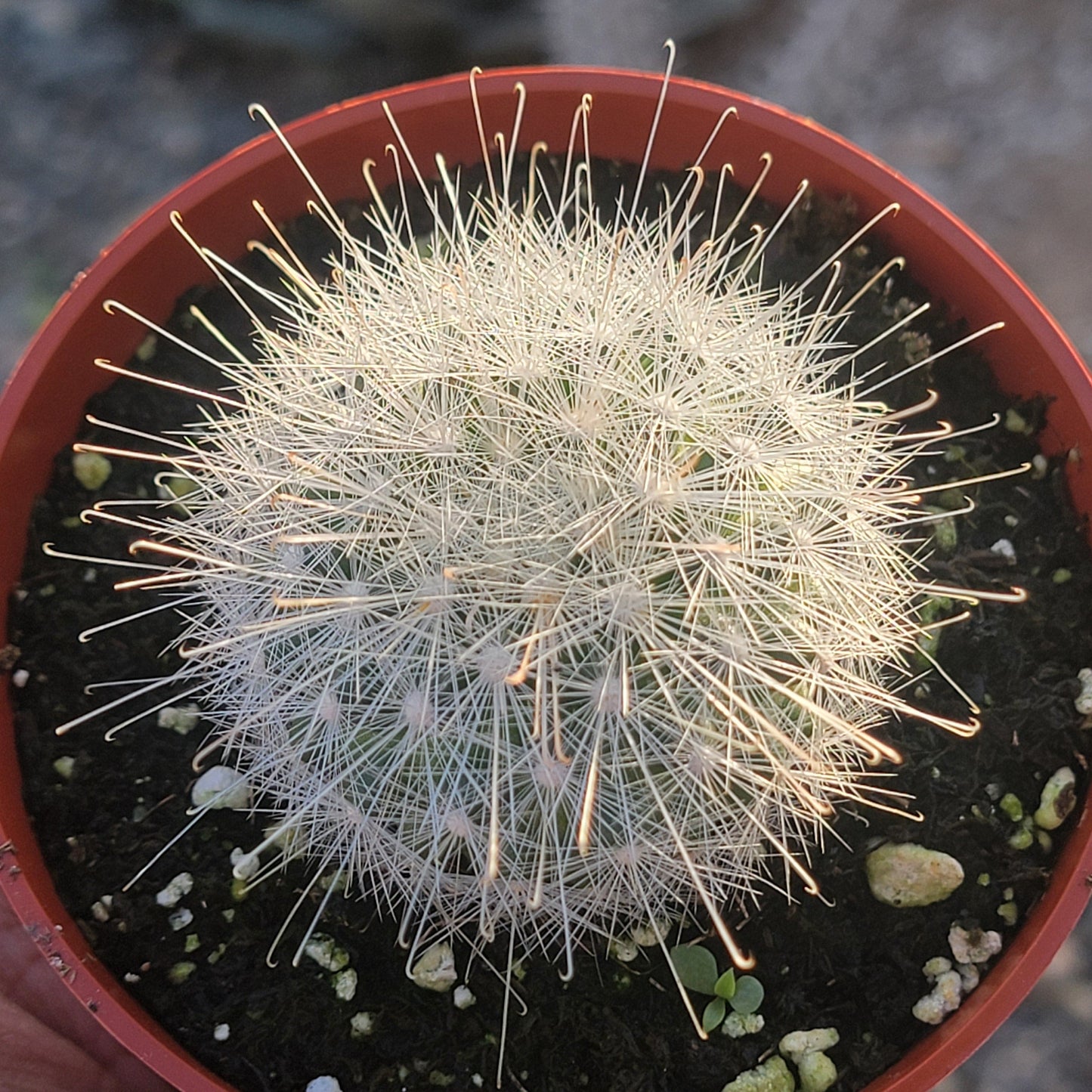 Mammillaria senilis