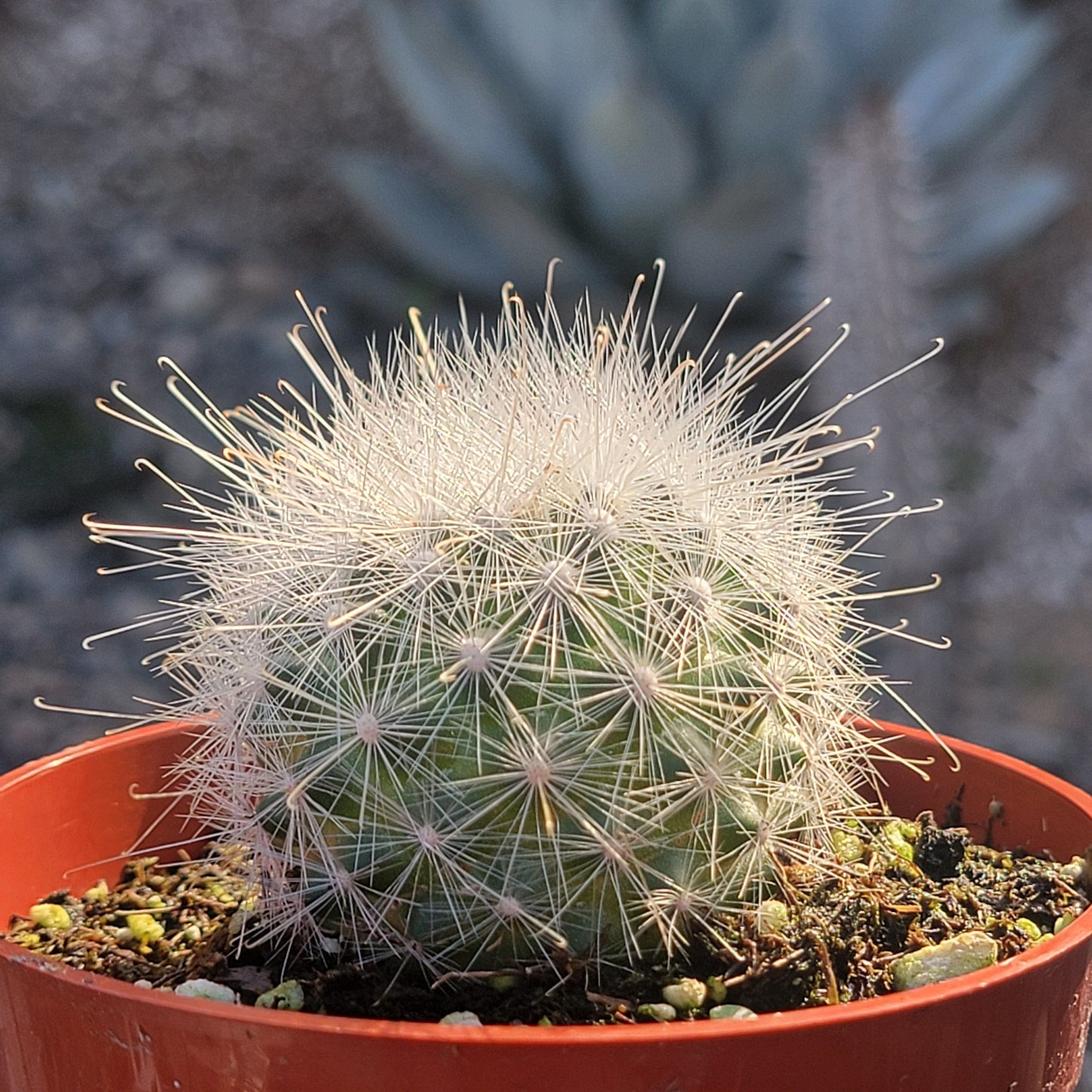 Mammillaria senilis