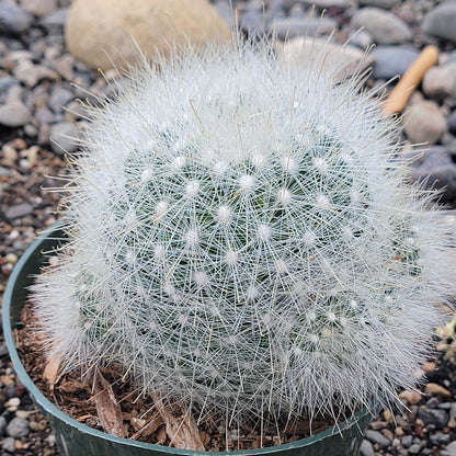 Mammillaria senilis