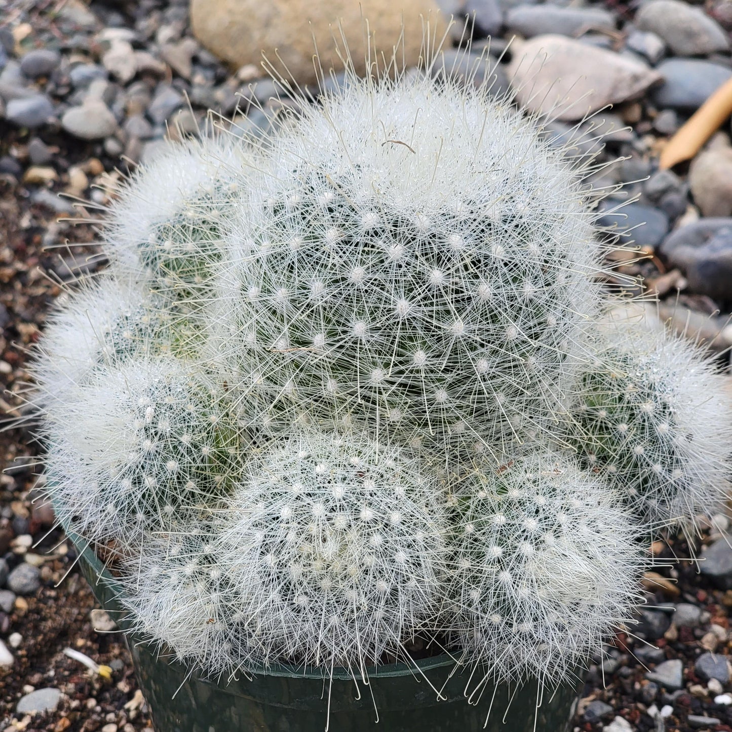 Mammillaria senilis