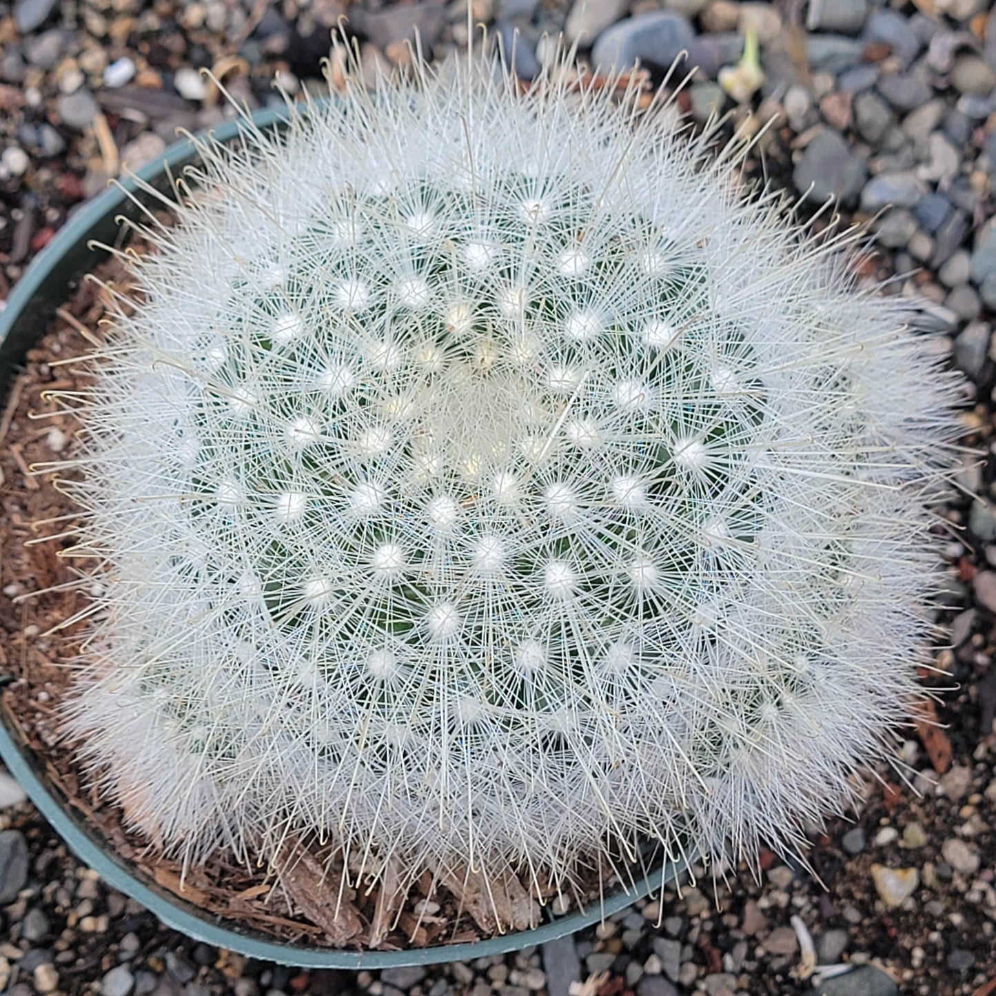 Mammillaria senilis