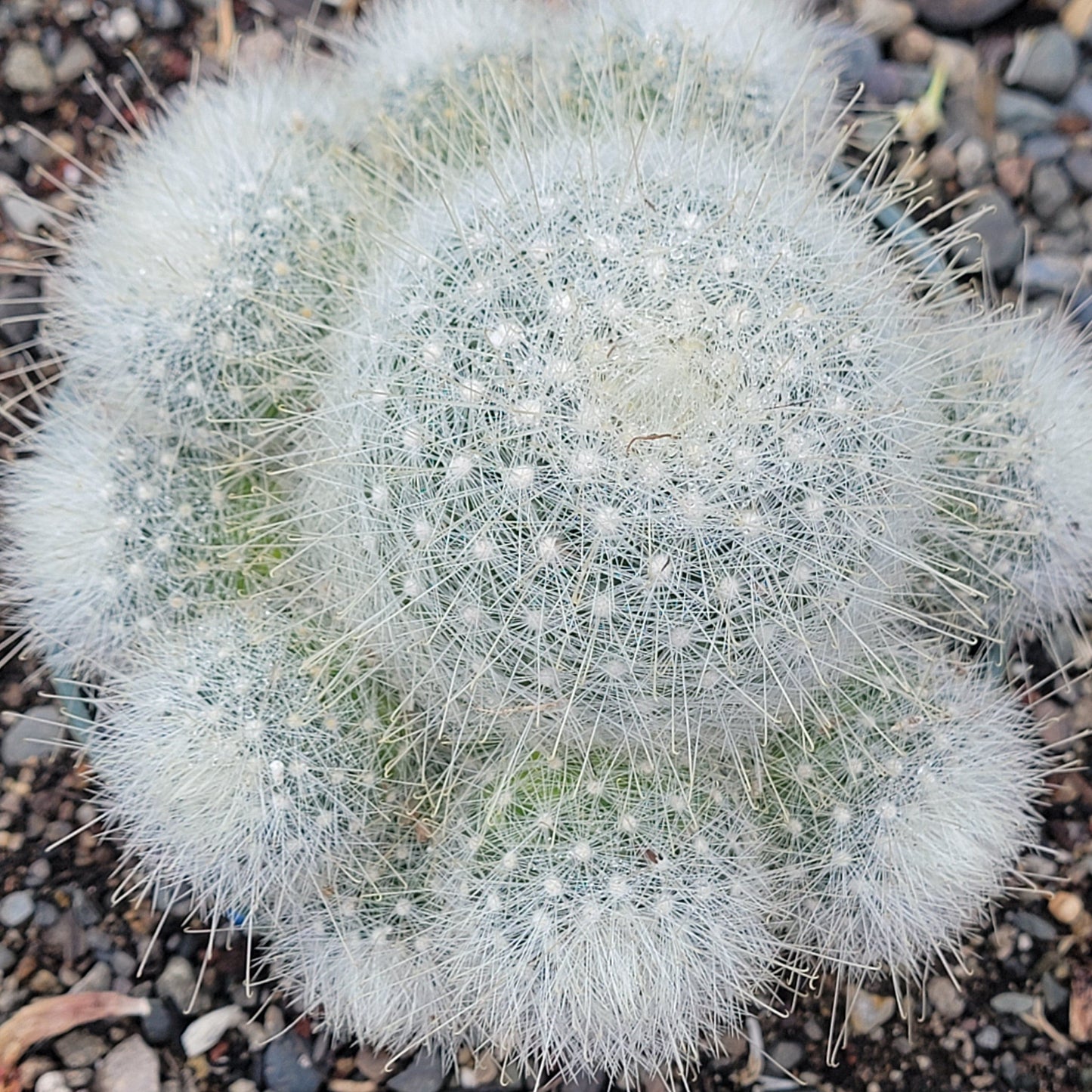 Mammillaria senilis