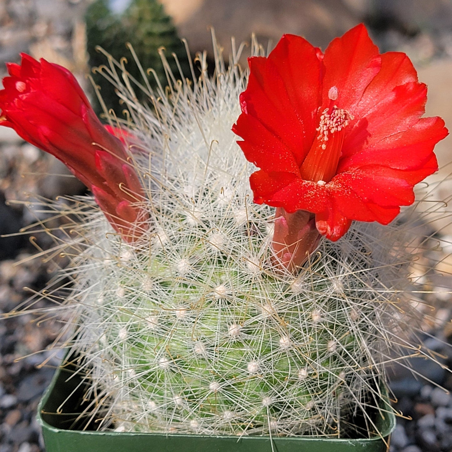 DesertScapeSucculent Cactus 4" Assorted Mammillaria senilis 'Snowball Cactus'