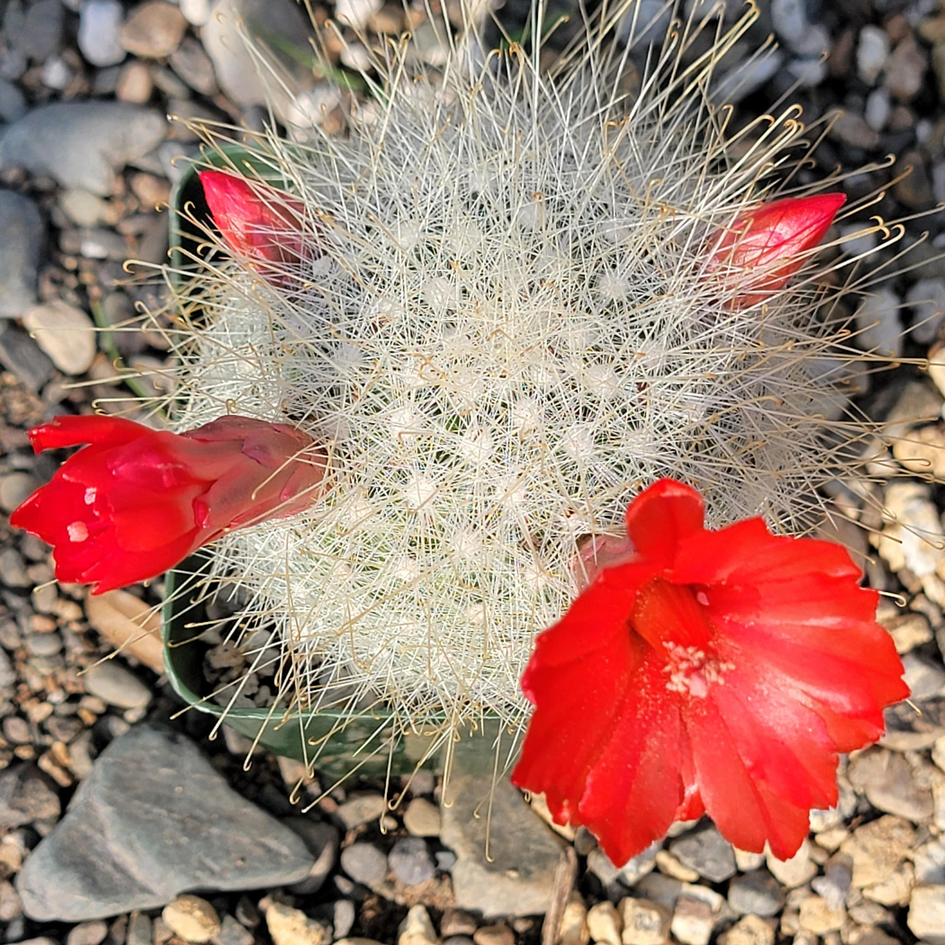 DesertScapeSucculent Cactus 4" Assorted Mammillaria senilis 'Snowball Cactus'