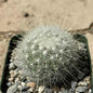 Mammillaria senilis 'Snowball Cactus' - 4 Inch Assorted - Cactus - DesertScapeSucculent