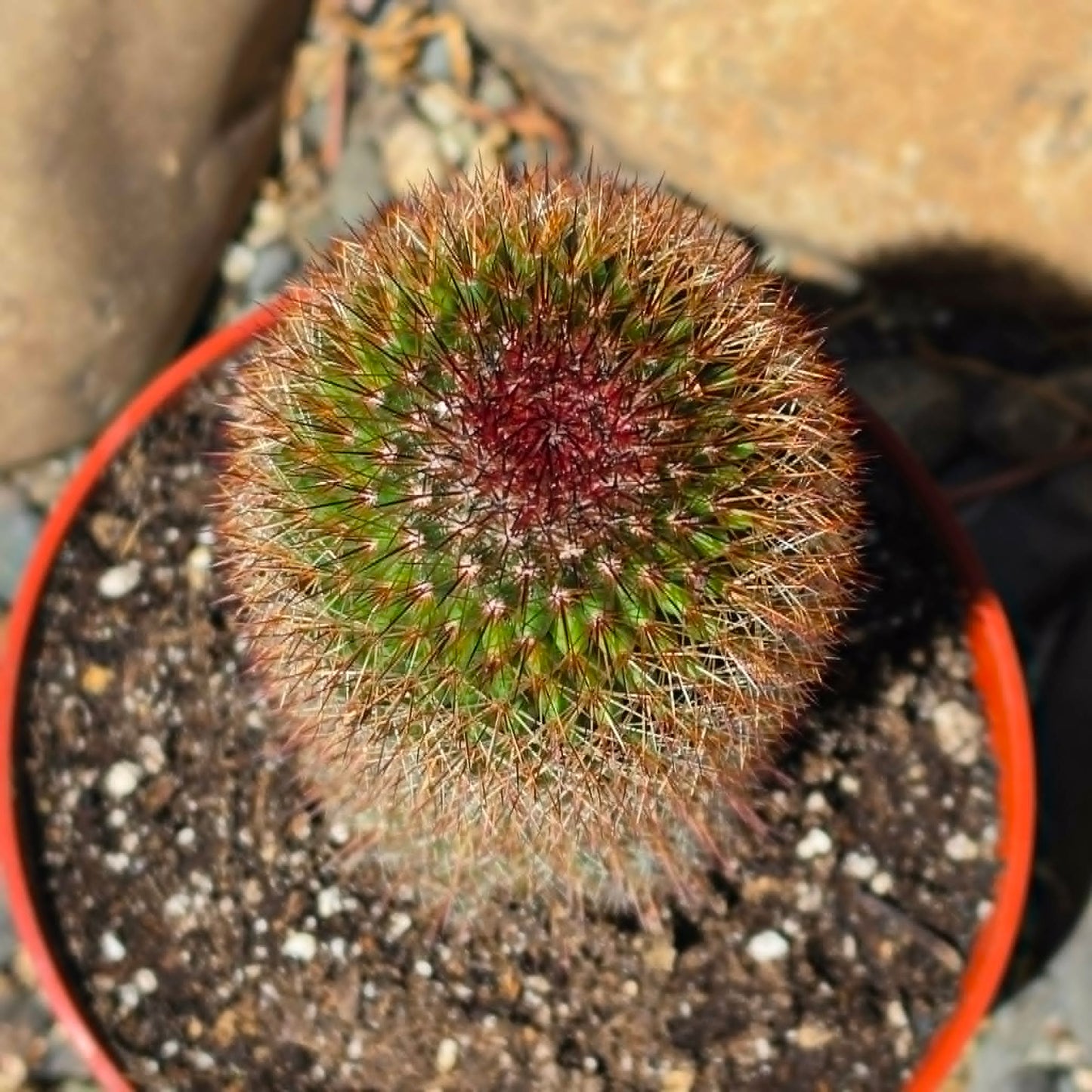 DesertScapeSucculent Cactus 6 Inch Mammillaria spinosissima 'Red-Headed Irishman'