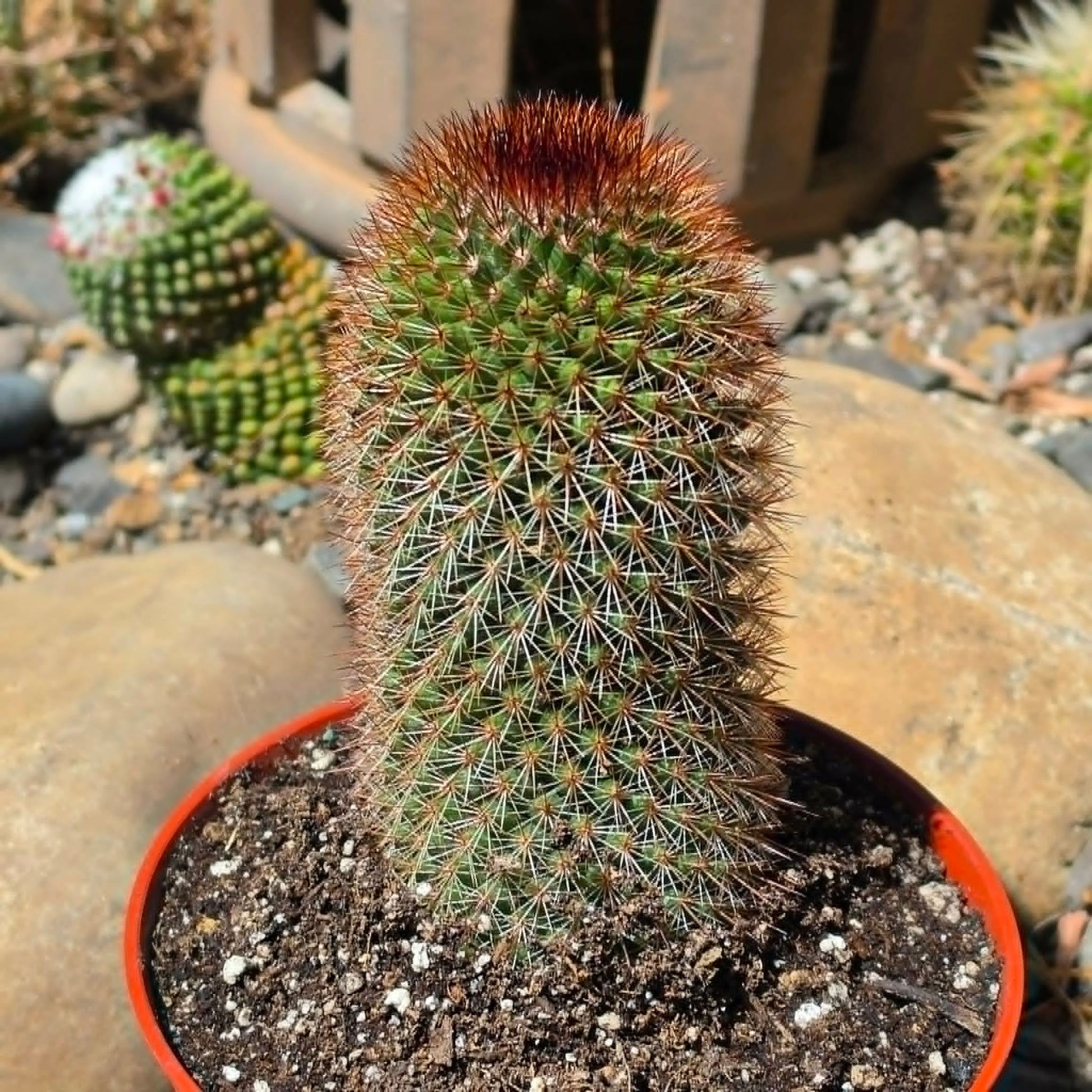 DesertScapeSucculent Cactus 6 Inch Mammillaria spinosissima 'Red-Headed Irishman'