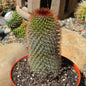 DesertScapeSucculent Cactus 6 Inch Mammillaria spinosissima 'Red-Headed Irishman'