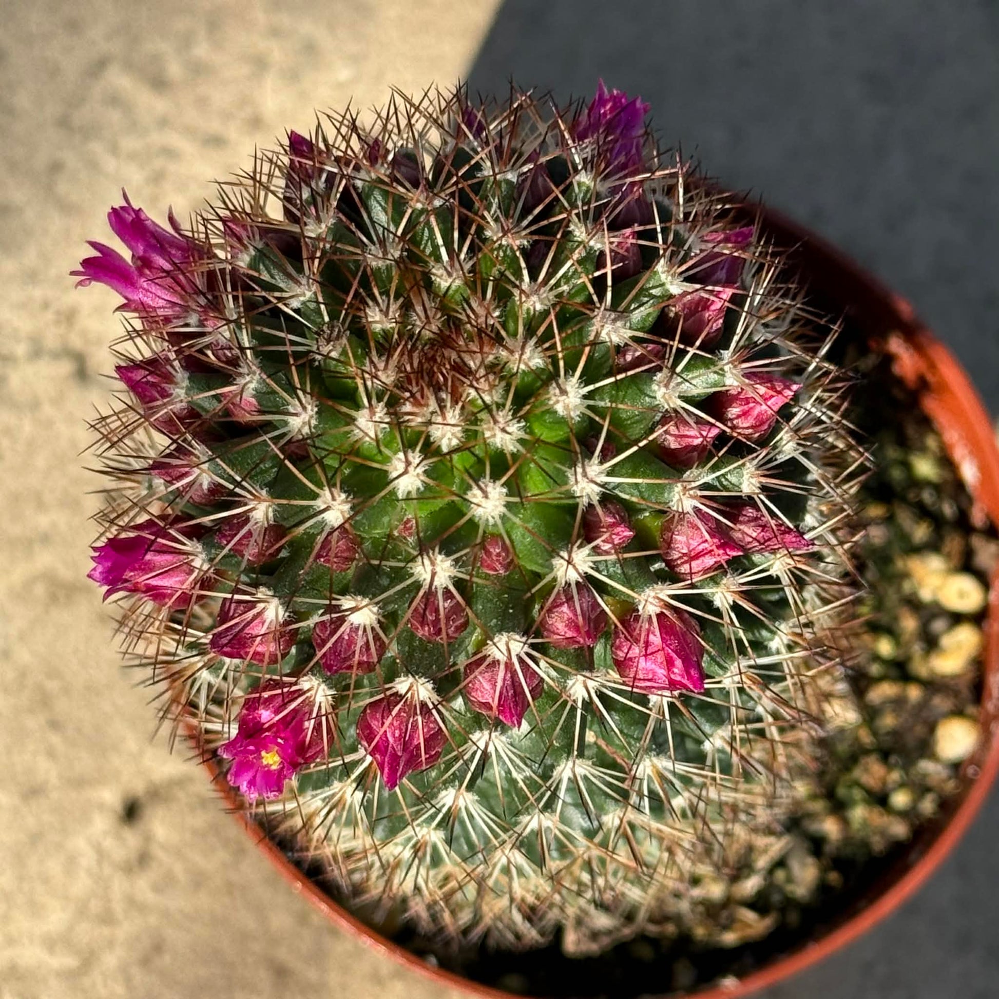 DesertScapeSucculent Cactus Mammillaria Spinosissima 'Spiny Pincushion Cactus'