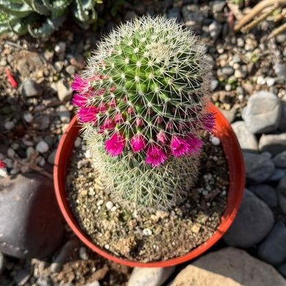 DesertScapeSucculent Cactus Mammillaria Spinosissima 'Spiny Pincushion Cactus'