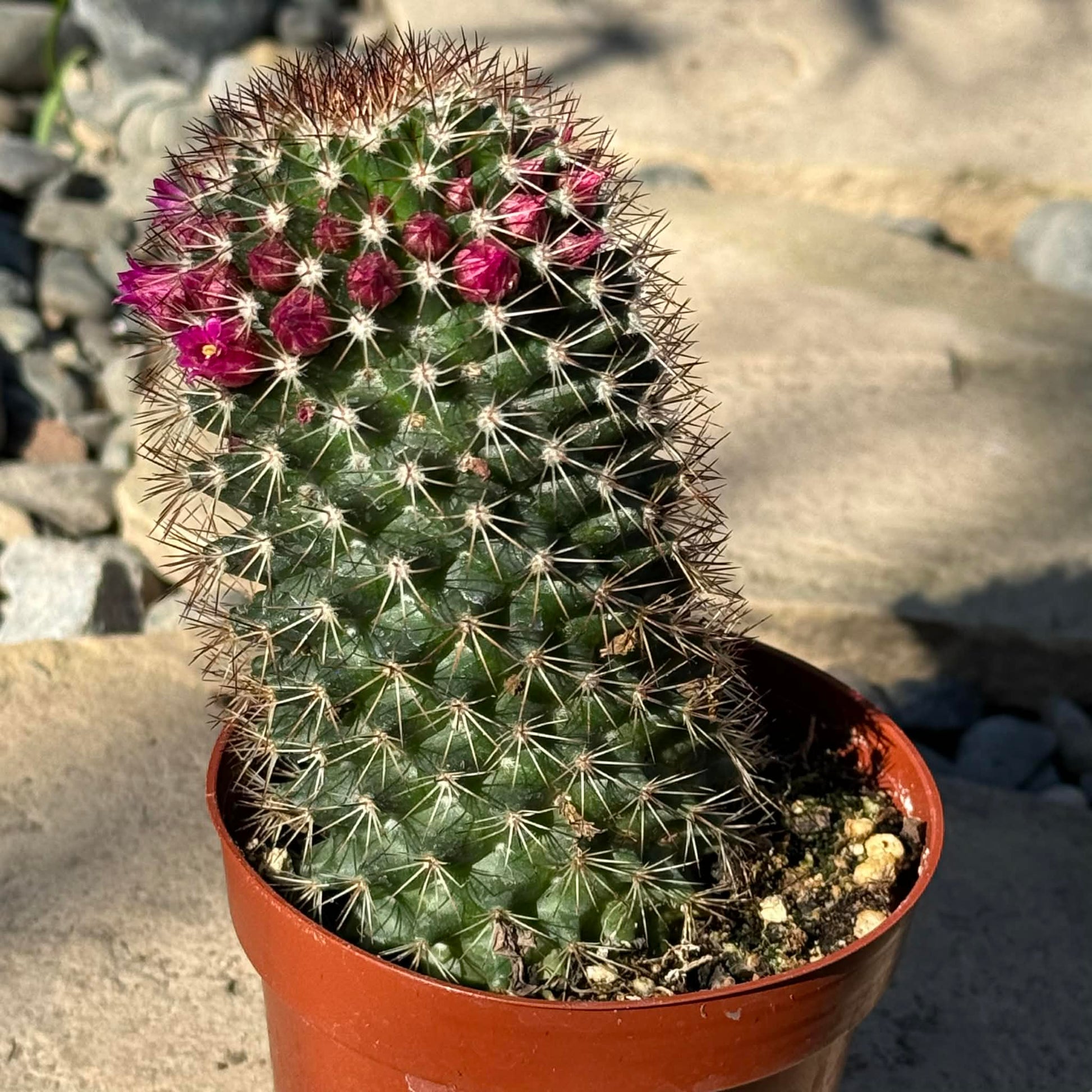 DesertScapeSucculent Cactus 4 Inch Mammillaria Spinosissima 'Spiny Pincushion Cactus'