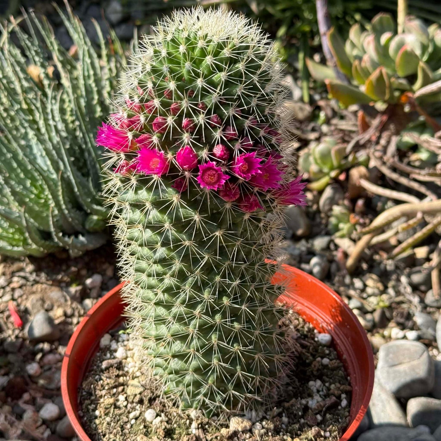 DesertScapeSucculent Cactus 6 Inch Mammillaria Spinosissima 'Spiny Pincushion Cactus'