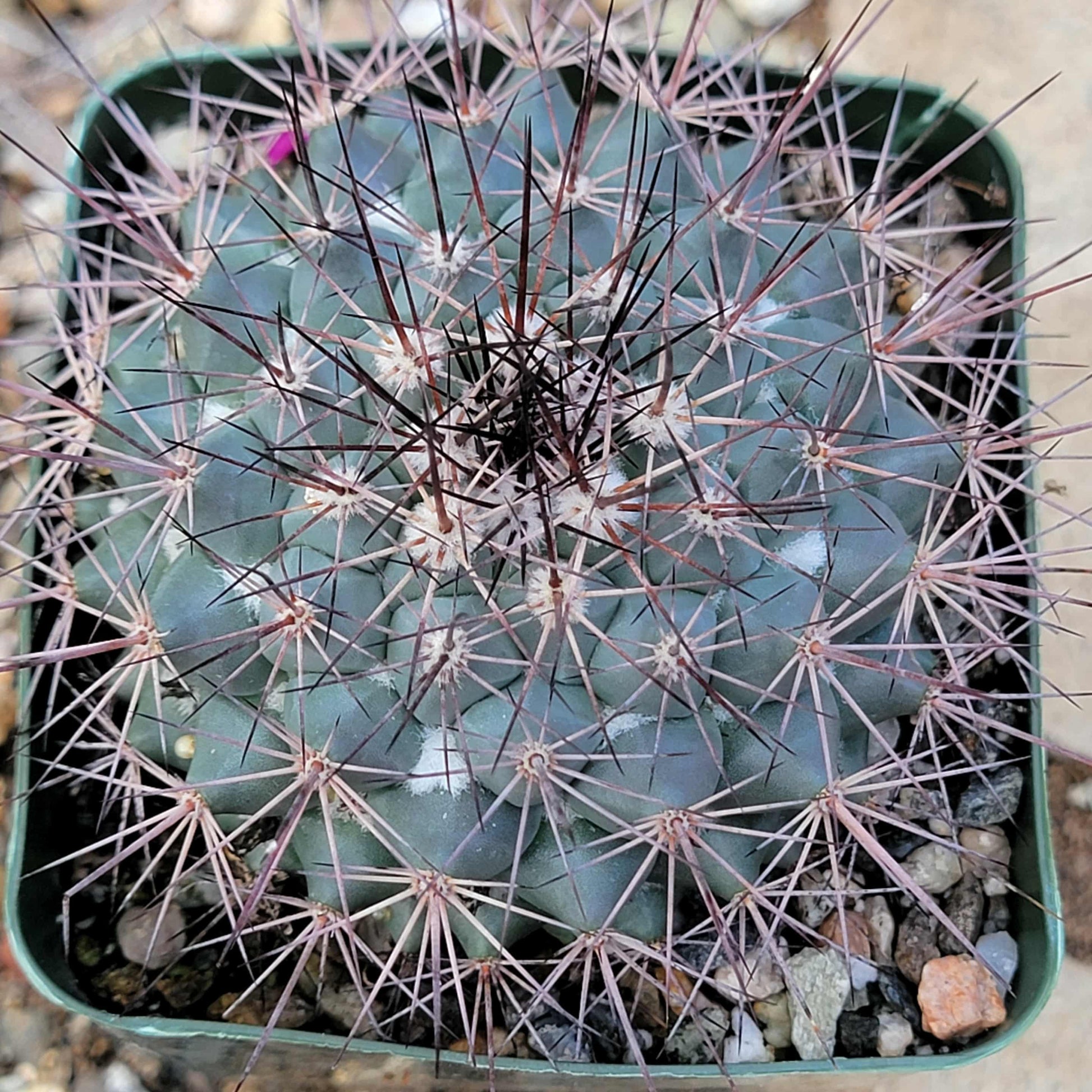 Mammillaria tesopacensis rubriflora - 4 Inch - Cactus - DesertScapeSucculent