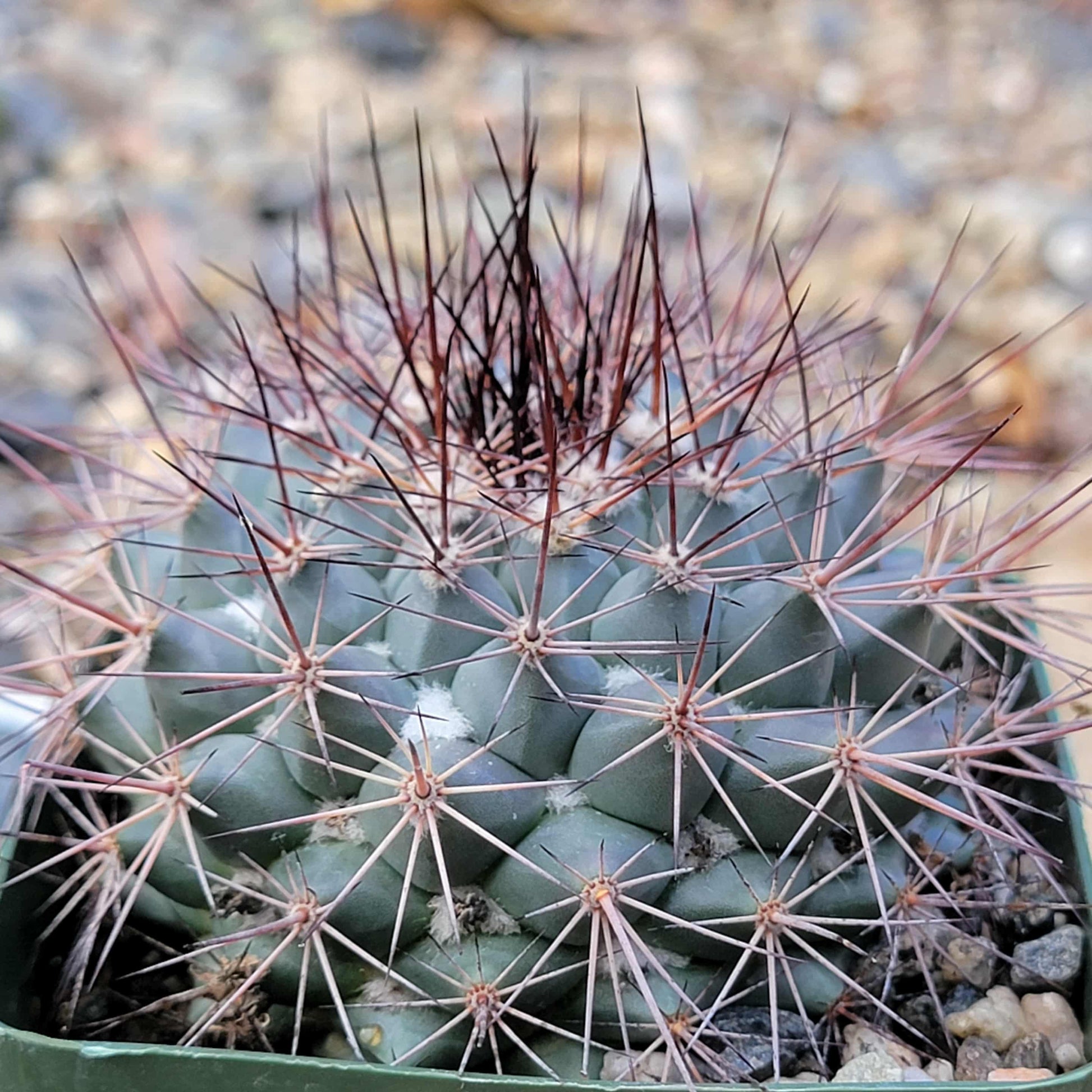 Mammillaria tesopacensis rubriflora - 4 Inch - Cactus - DesertScapeSucculent