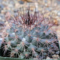 Mammillaria tesopacensis rubriflora - 4 Inch - Cactus - DesertScapeSucculent