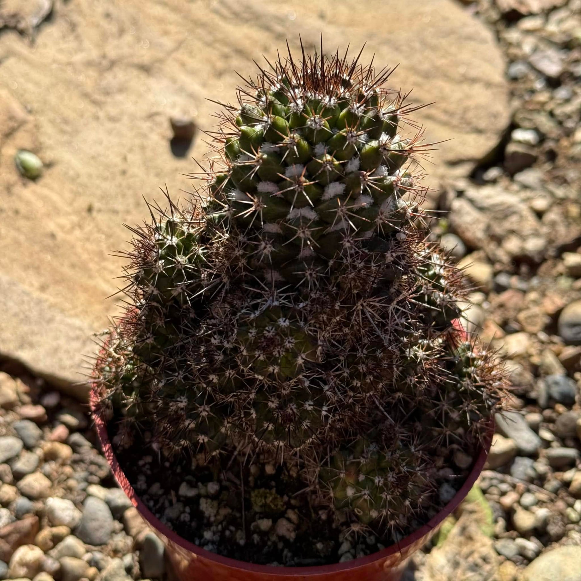 DesertScapeSucculent Cactus 4 Inch Mammillaria voburnensis