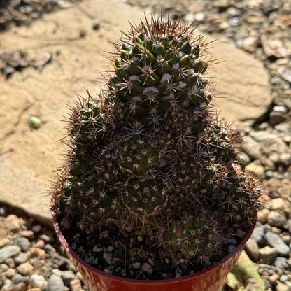 DesertScapeSucculent Cactus 4 Inch Mammillaria voburnensis