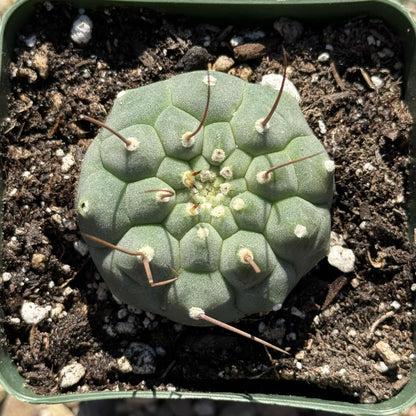Matucana madisoniorium - 4 Inch - Cactus - DesertScapeSucculent