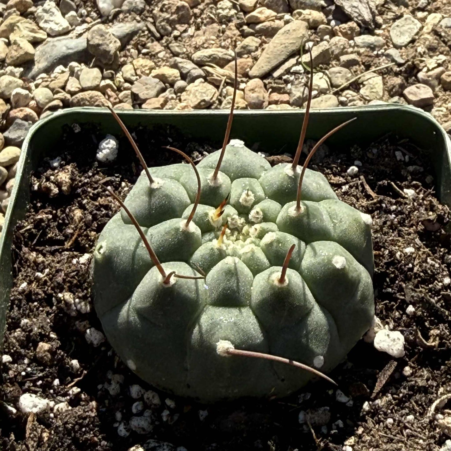Matucana madisoniorium - 4 Inch - Cactus - DesertScapeSucculent