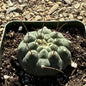 Matucana madisoniorium - 4 Inch - Cactus - DesertScapeSucculent