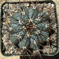 Melocactus azureus - 4 Inch Assorted - Cactus - DesertScapeSucculent